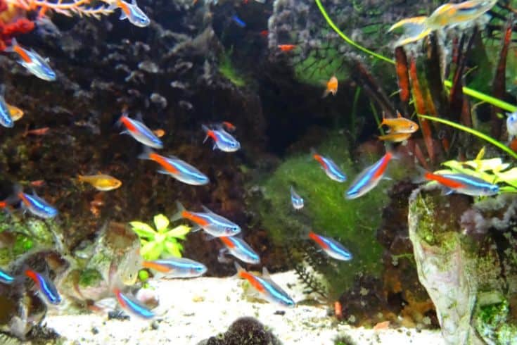 Neon tetras with other fish