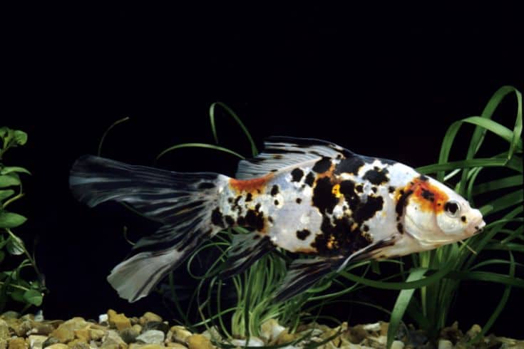 Shubunkin Goldfish in a freshwater aquarium