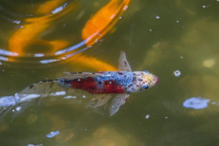 Shubunkin Goldfish in a pond