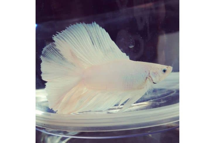 Albino Betta fish