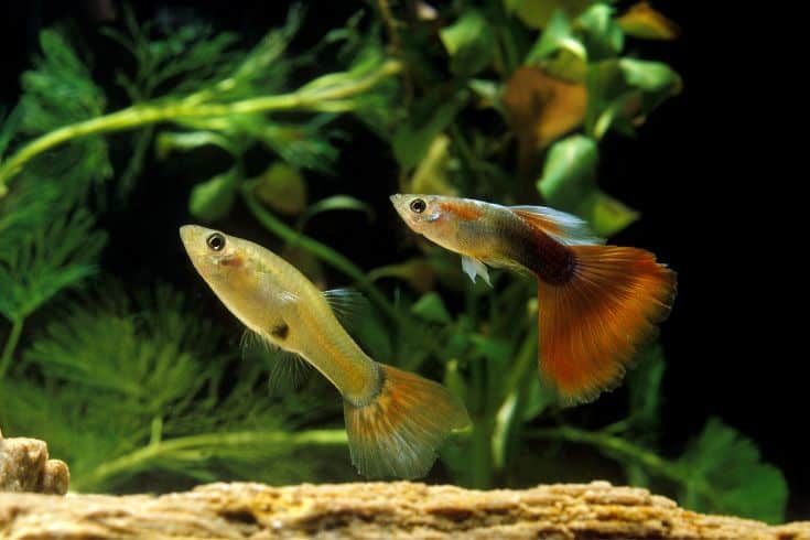 Male and Female Guppy