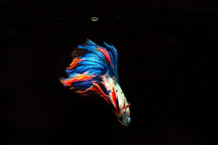 Multi-colored betta fish