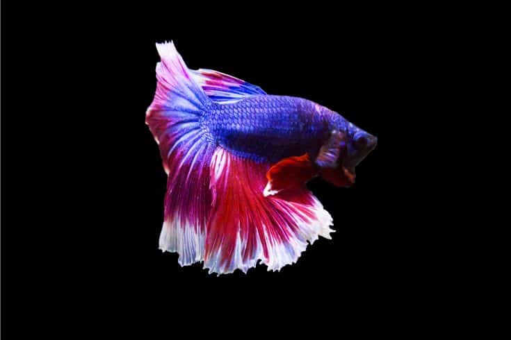 Purpleor Violet Betta fish