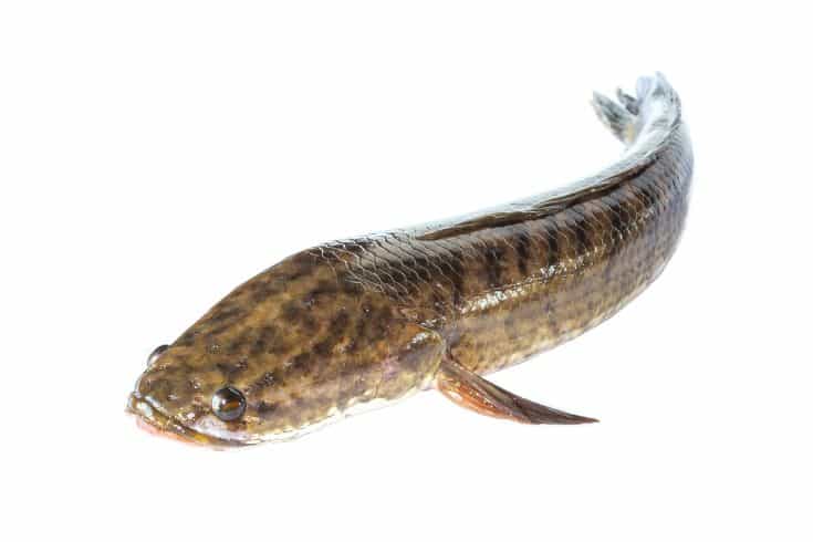 Snakehead Fish