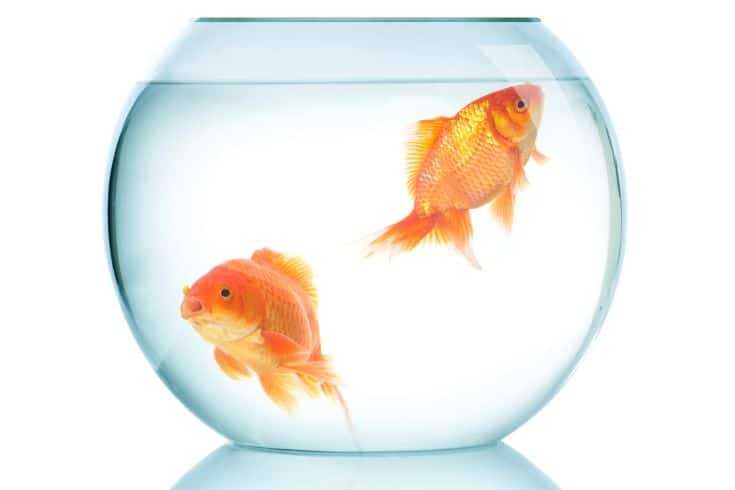 two goldfish in a bowl